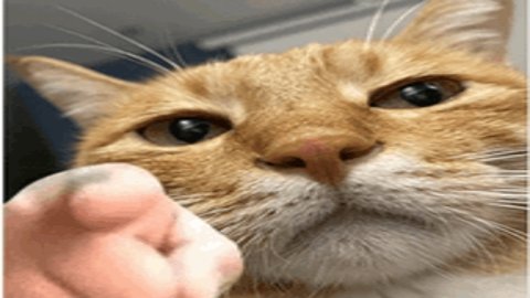 墨白影视App安卓版