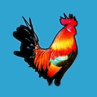 公鸡直播电视端