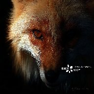 新狐狸精TV电视直播