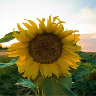 金鹰影视仓TV版