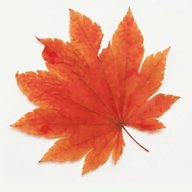 枫叶影视去广告版