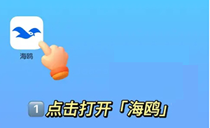 海鸥聊天1